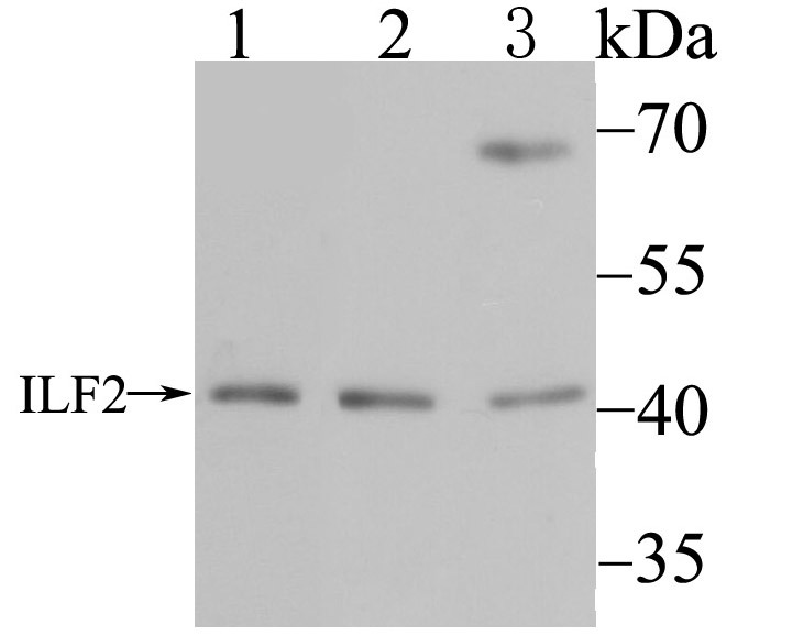 Anti-ILF2 Antibody (6A56)