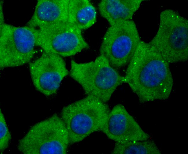 Anti-ID1 Antibody (6Z914)