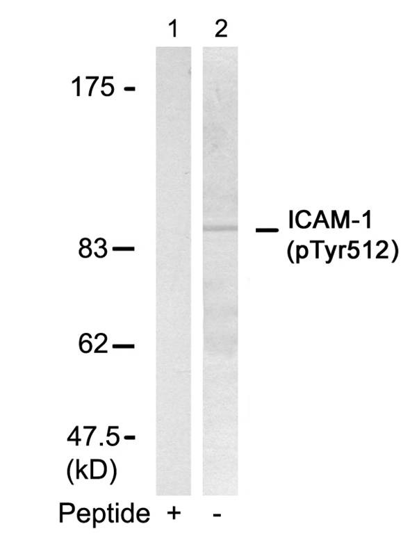 Anti-Phospho-ICAM-1/CD54 (Tyr512) Polyclonal Antibody