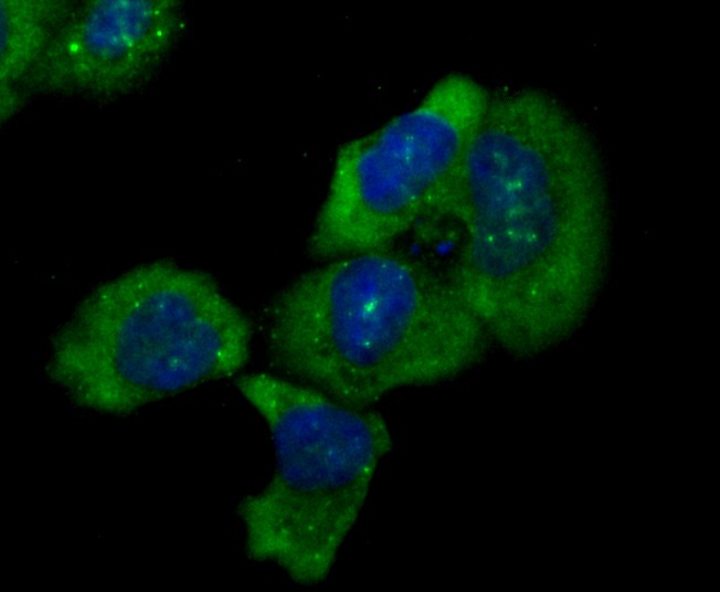 Anti-IKBKE Antibody (6N528)