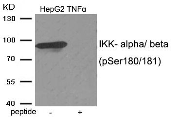 Anti-Phospho-IKBKA/IKBKB (Ser180/181) Polyclonal Antibody