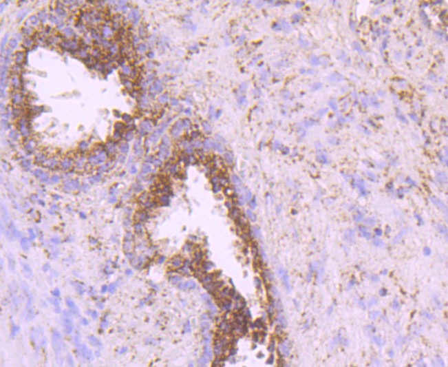Anti-IDH2 Antibody (3T725)