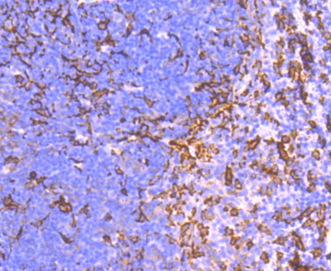 Anti-Iba1 Antibody (1X229)