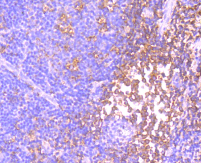 Anti-ID1 Antibody (6Z914)