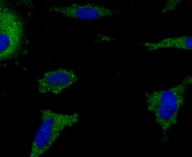 Anti-Iba1 Antibody (1X229)