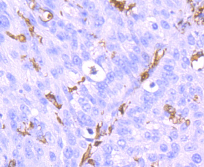 Anti-Iba1 Antibody (1X229)