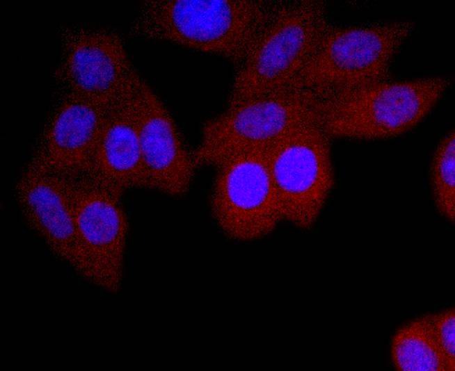 Anti-IgA Antibody (7U718)