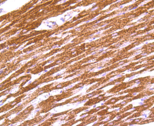 Anti-IDH2 Antibody (3T725)