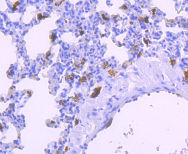 Anti-Iba1 Antibody (1X229)