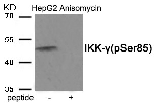 Anti-Phospho-IKK- gamma (Ser85) Polyclonal Antibody