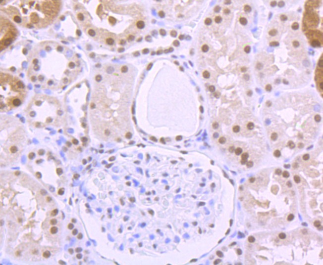 Anti-ILF2 Antibody (6A56)
