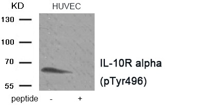 Anti-Phospho-IL-10R alpha/IL-10RA (Tyr496) Polyclonal Antibody