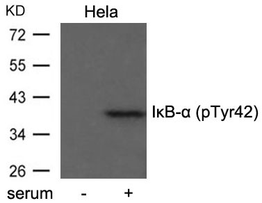 Anti-Phospho-NFKBIA (Tyr42) Polyclonal Antibody