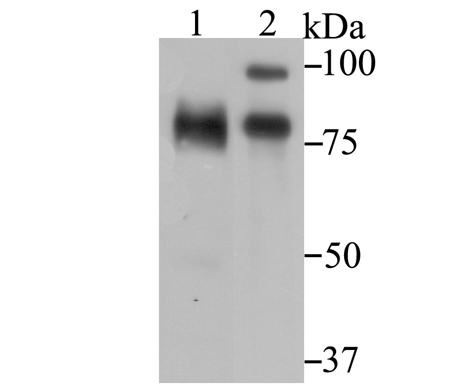 Anti-ILF3 Antibody (8T791)
