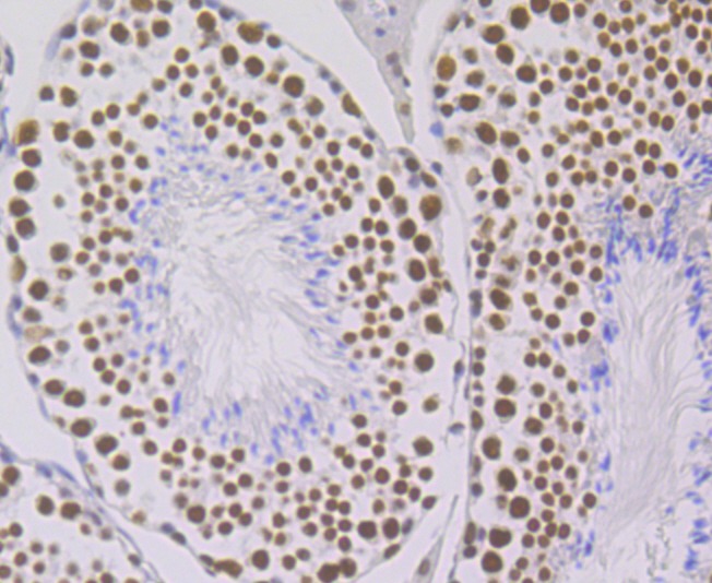 Anti-ILF3 Antibody (8T791)
