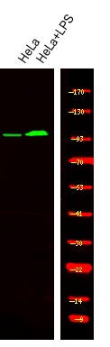Anti-Phospho-INCENP (Thr59) Polyclonal Antibody