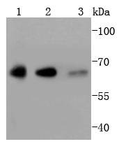 Anti-YY1 Antibody (5H894)