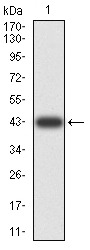 Anti-XRN2 Antibody (1B629)