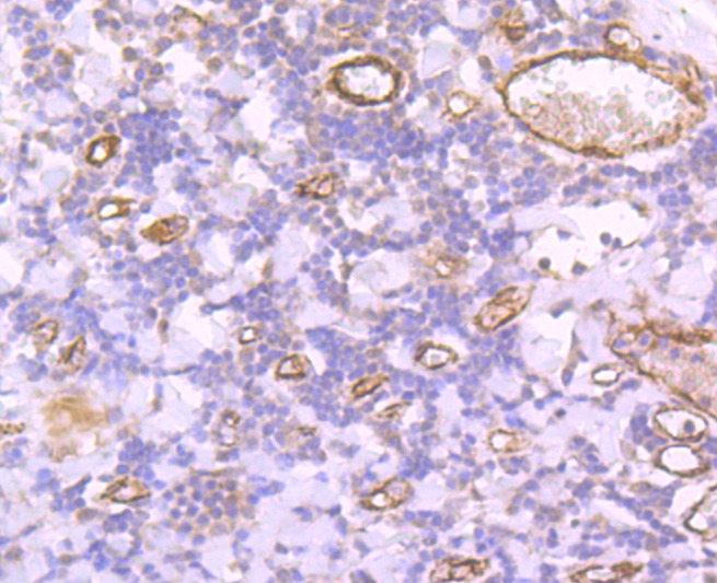 Anti-Von Willebrand Factor/vWF Antibody (5Q448)