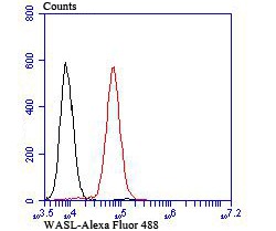 Anti-WASL Antibody (8M531)