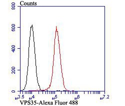 Anti-VPS35 Antibody (7F247)