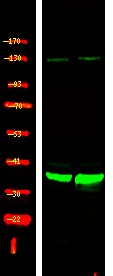Anti-Phospho-XRCC4 (Ser260) Polyclonal Antibody