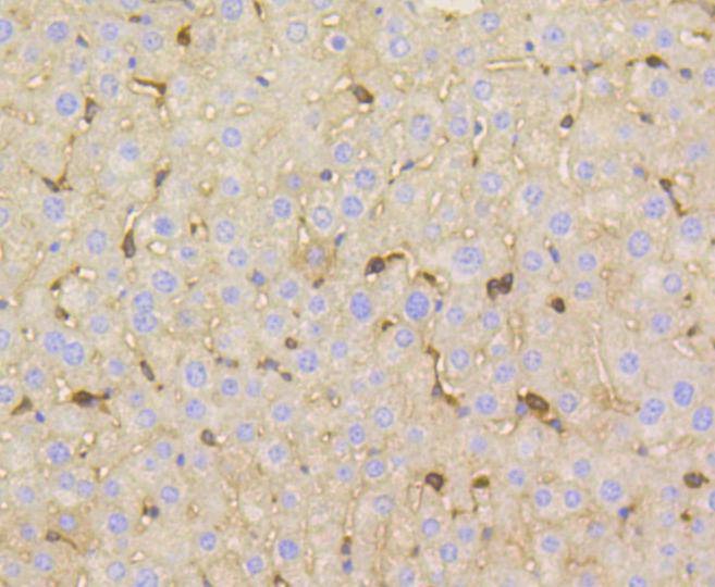 Anti-Vitronectin Antibody (8C403)