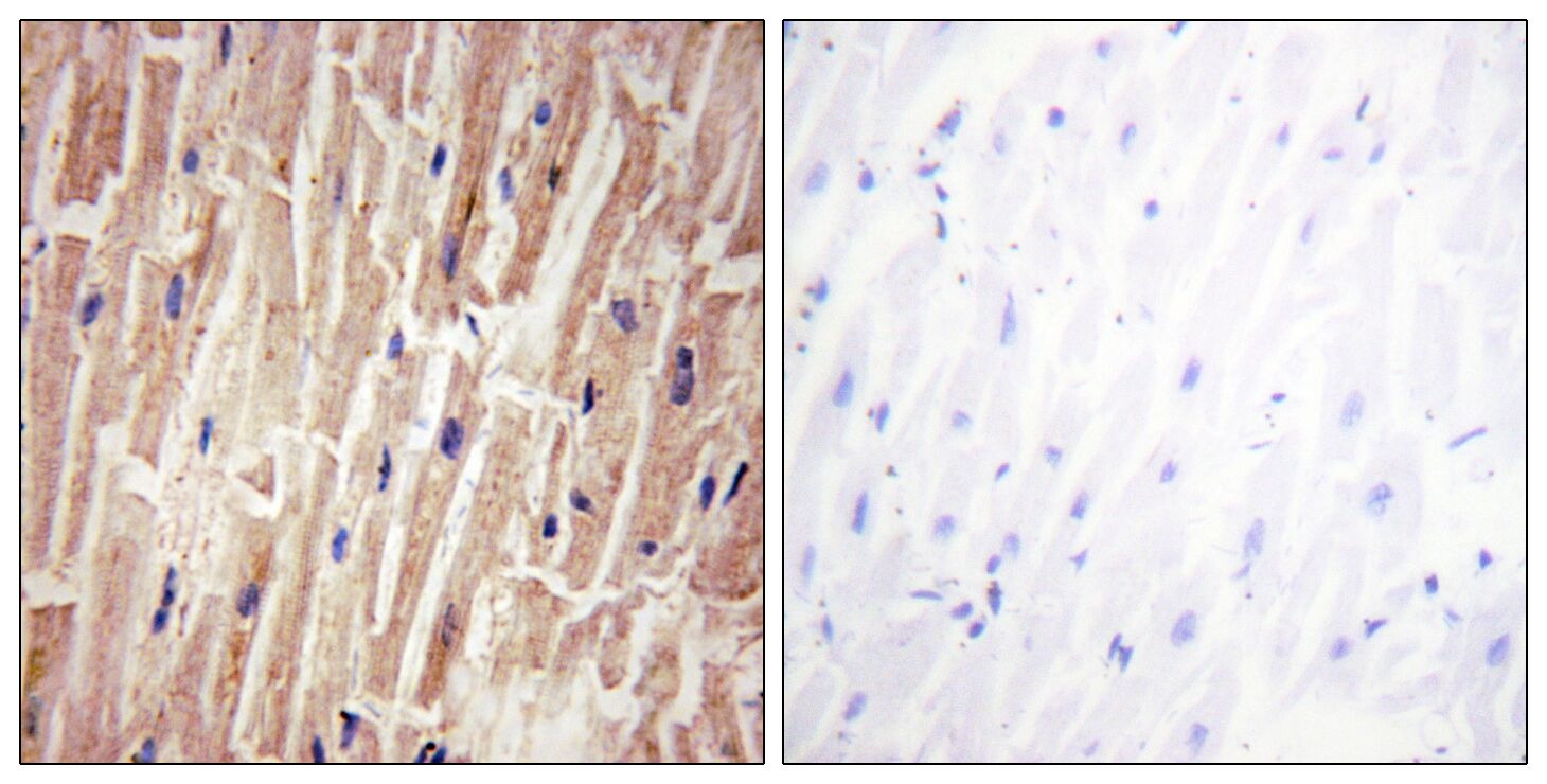 Anti-Phospho-YAP1 (Ser127) Polyclonal Antibody 2