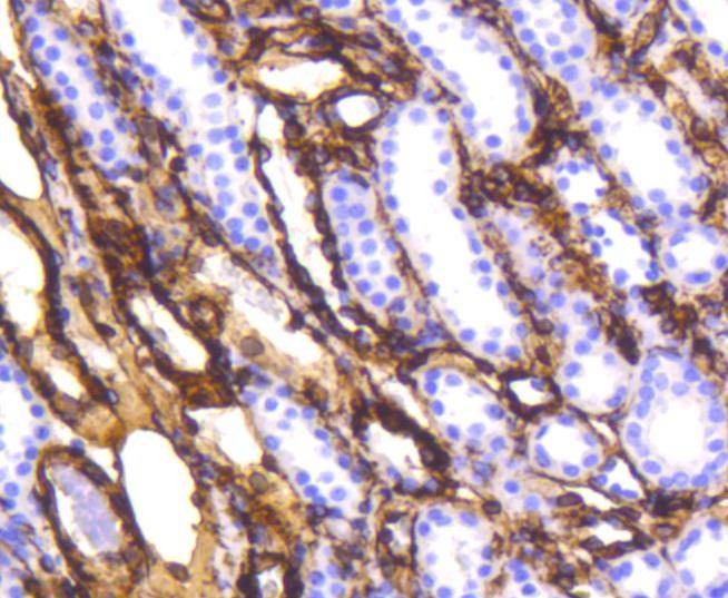 Anti-Vimentin Antibody (3N67)