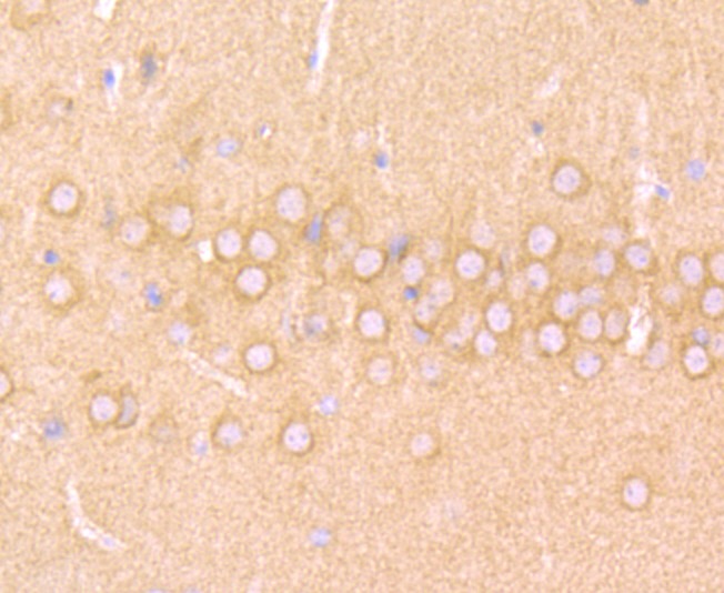 Anti-WASL Antibody (8M531)