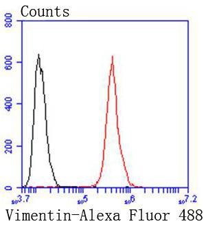 Anti-Vimentin Antibody (3N67)