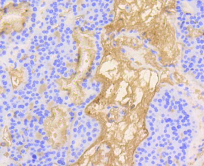 Anti-Vitronectin Antibody (8C403)