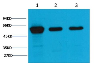 Anti-Vimentin Antibody (8F300)