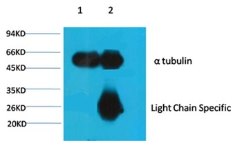Anti-α-tubulin Antibody (4E245)