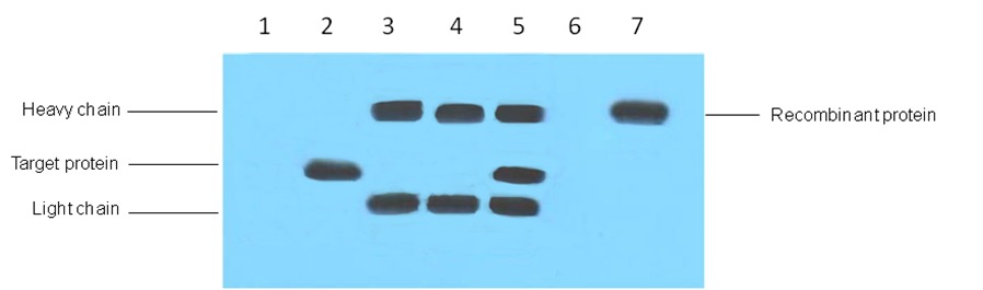 Anti-VSV-G Tag Antibody (7O67)