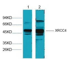 Anti-XRCC4 Antibody (2Z65)