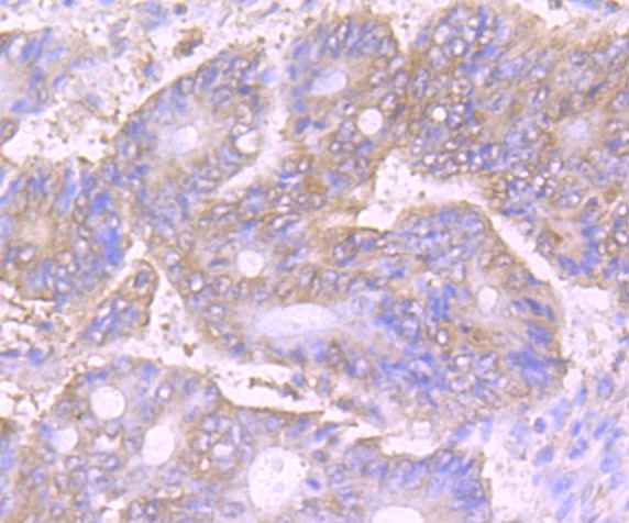 Anti-VPS35 Antibody (7F247)