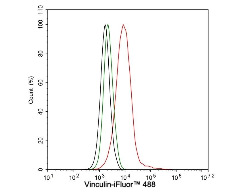 Anti-Vinculin Antibody (3Q495)