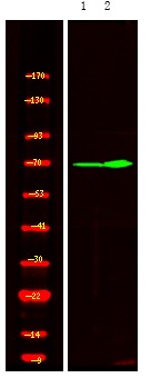 Anti-Phospho-XRCC1 (Thr284) Polyclonal Antibody