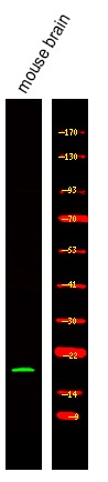 Anti-Phospho-VAMP4 (Ser30) Polyclonal Antibody