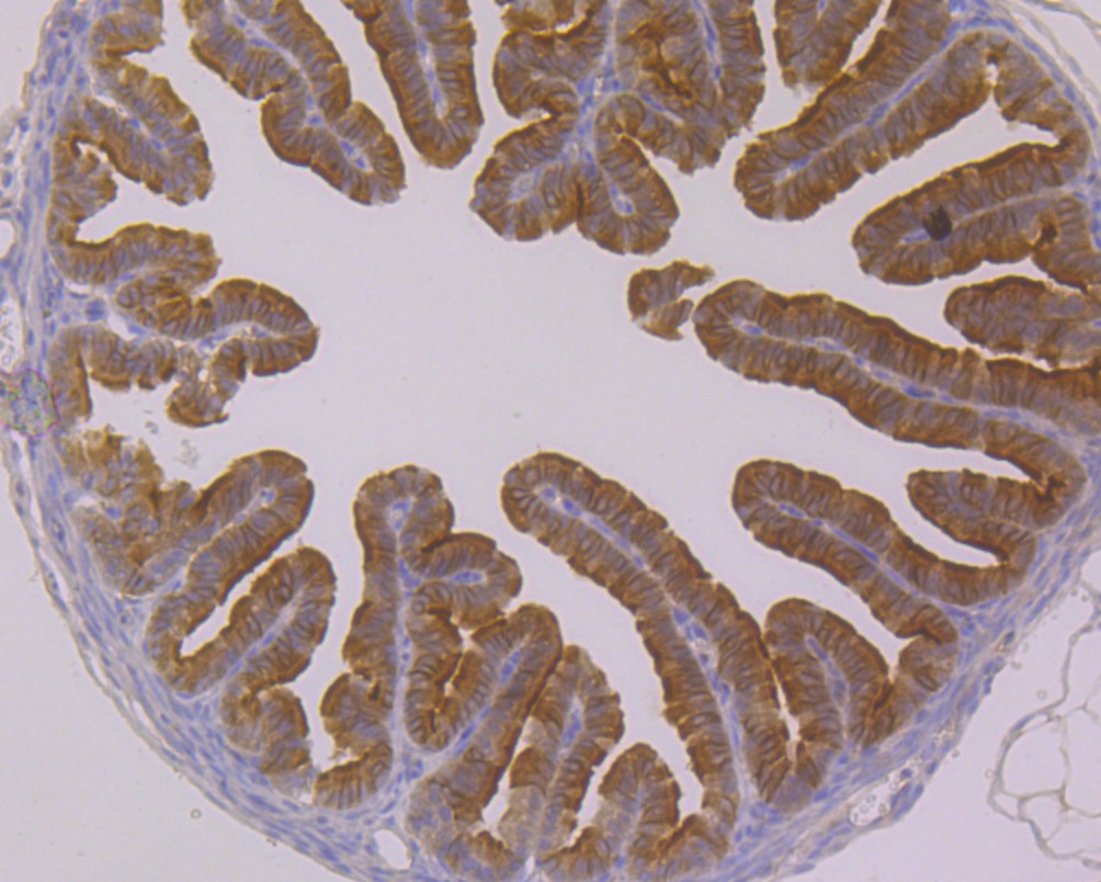 Anti-TUBB Antibody-HRP (8X869)