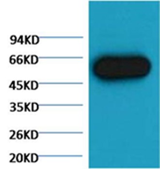 Anti-α tubulin Antibody (4B837)