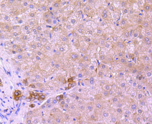 Anti-XBP1 Antibody (8M292)