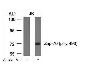 Anti-Phospho-ZAP70 (Tyr493) Polyclonal Antibody