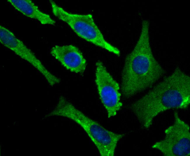 Anti-VAMP1 Antibody (9I639)