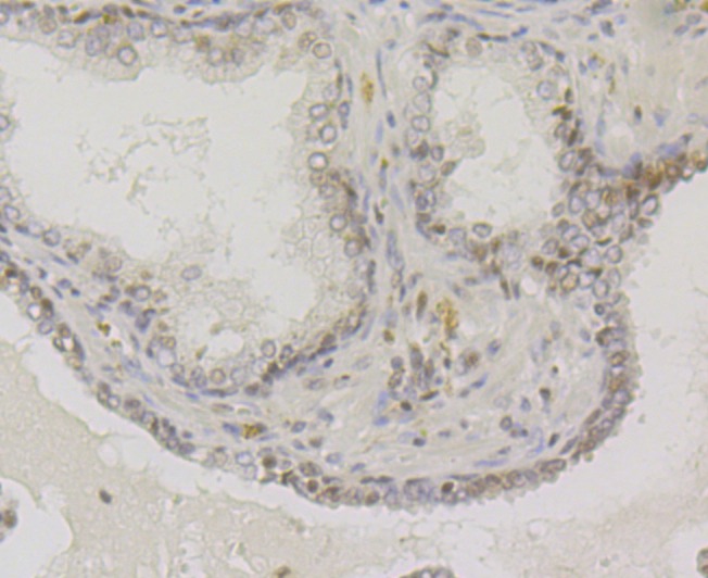 Anti-VAMP1 Antibody (9I639)