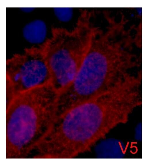 Anti-V5 tag Antibody (1D3)