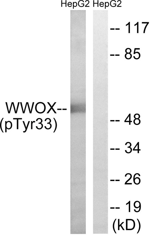 Anti-Phospho-WWOX (Tyr33) Polyclonal Antibody