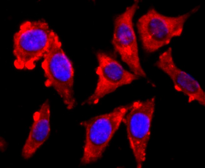 Anti-VAMP2 Antibody (1D488)