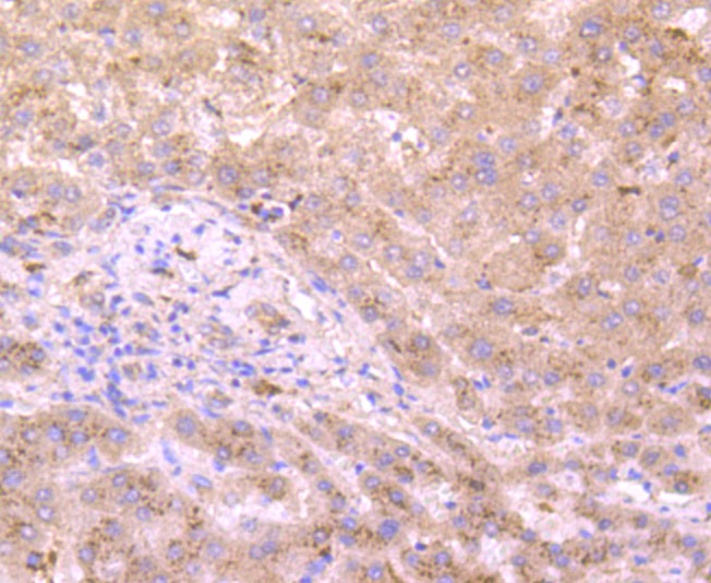 Anti-XDH Antibody (4C20)